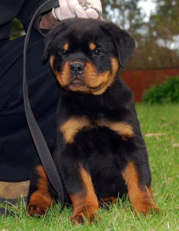 Rottweiler Dogs, Rottweiler Puppies and 