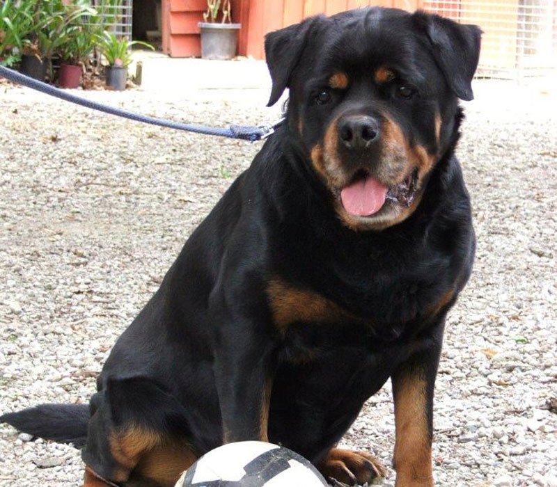 Arkon as a healthy Rottweiler at 12 years of age