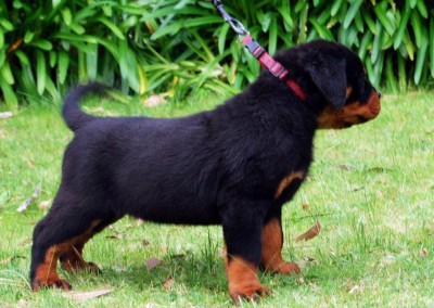 rottweiler pup for sale